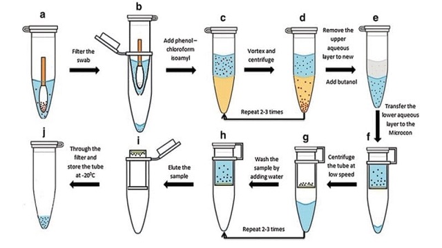 استخراج DNA
